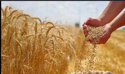 امنیت غذایی را نمیشود پشت میز تامین کرد