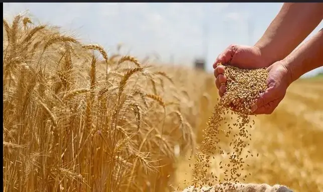 امنیت غذایی را نمیشود پشت میز تامین کرد
