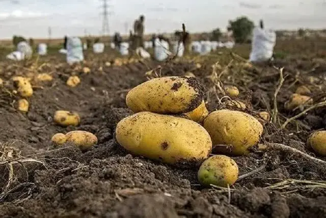 واردات نهادههای دامی تا شهریور بدون ثبت سفارش امکانپذیر است