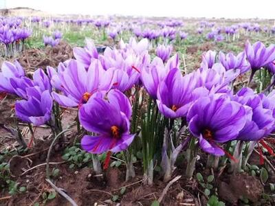  پیش‌بینی برداشت بیش از ۵ تن زعفران از مزارع استان لرستان