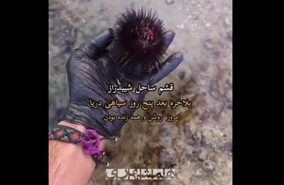  تصاویری از آبزیان قشم پس از ۵ روز آلودگی نفتی | ویدئو