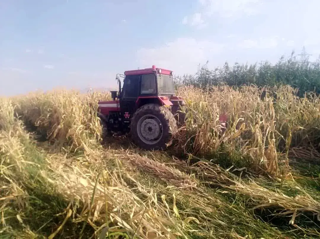 امحا ۳۸ هکتار کشت ذرت با آبهای نامتعارف در شمال شرق شیراز