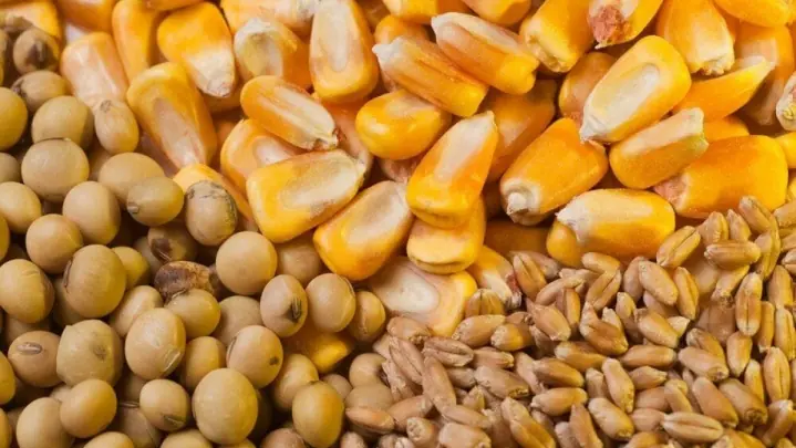  واردات نهاده‌های دامی تا شهریور بدون ثبت سفارش امکان‌پذیر است