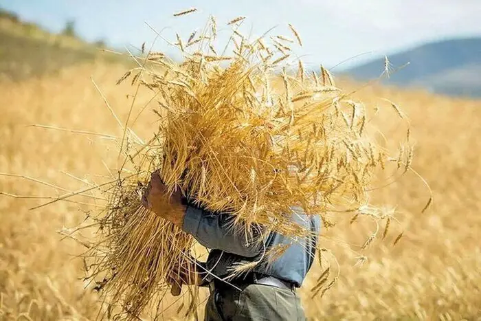 افزایش ۲۰ درصدی روند خرید تضمینی گندم در استان مرکزی