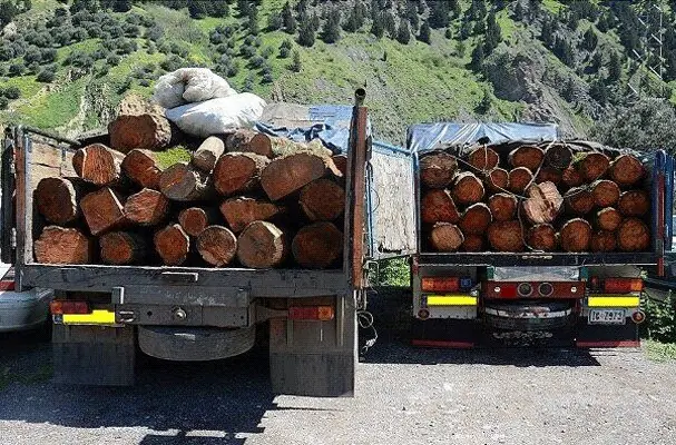 کشف ۲۵۲ تن چوب جنگلی قاچاق در تالش