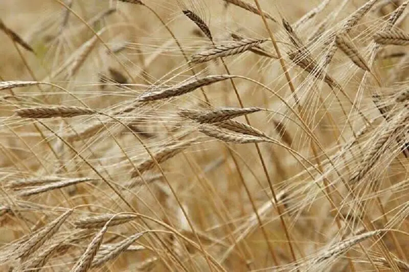 تولید ۳۵ هزار تن جو از سطح ۲۱ هزار و ۵۰۰ هکتار مزارع بروجرد