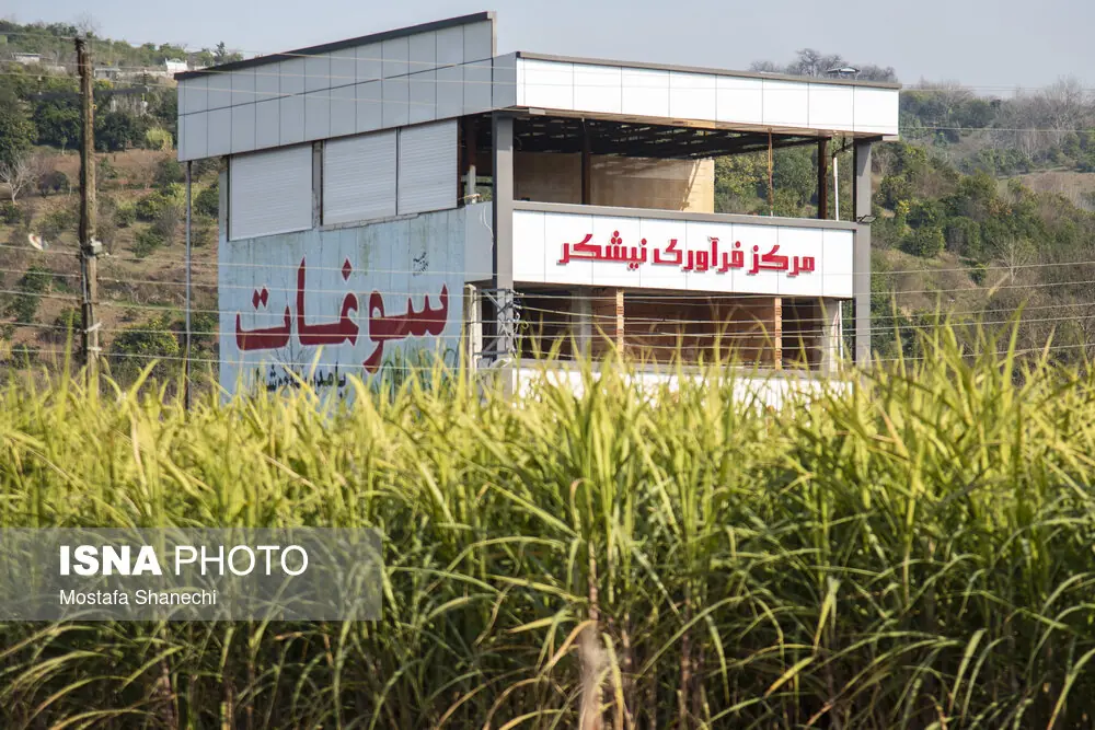 پیشبینی تولید ۱۳ هزار تن نیشکر در ۲۰۰ هکتار زمین مازندران