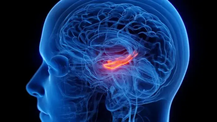 کوچک شدن مرکز حافظه مغز در افراد افسرده