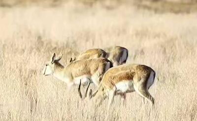 فیلم/ چرای گله آهوان ایرانی در دشتهای پارک ملی موته
