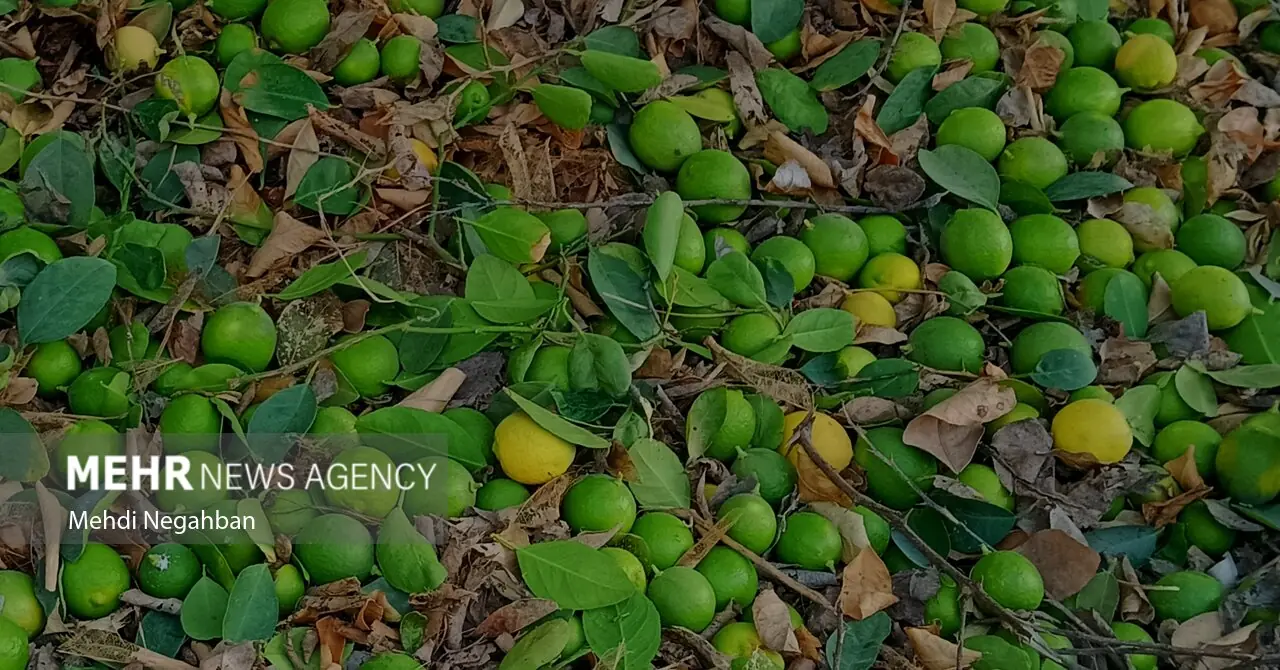 گزارش مهر از برداشت لیمو ترش در رودان
