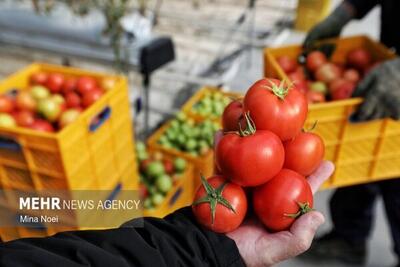  ۲۴۶ هزار تن گوجه فرنگی در آذربایجان غربی برداشت می شود