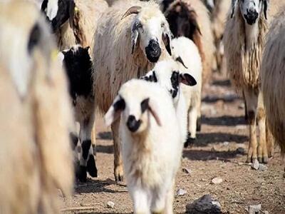 قیمت دام زنده امروز ۲۷ مرداد ۱۴۰۵