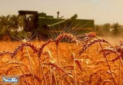 مبلغ خرید تضمینی گندم اعلام شد | نفت ما