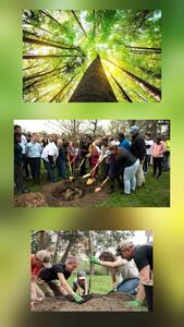 روز درخت کاری ( روز جهانی درختکاری Arbor Day tree world) - پارس فوتبال