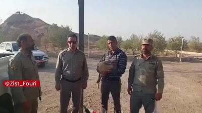 نجات یک بزغالهٔ وحشی از چنگال سگهای ولگرد در سمنان