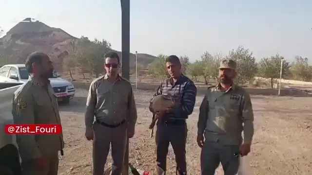 نجات یک بزغالهٔ وحشی از چنگال سگهای ولگرد در سمنان