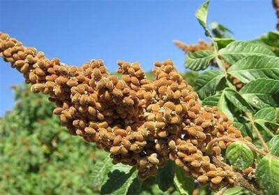 جشنواره سماق سروآباد؛ گامی برای معرفی ظرفیتهای کشاورزی - تسنیم