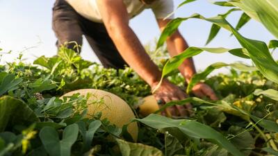گزارش تصویری از برداشت خربره در شهر سین