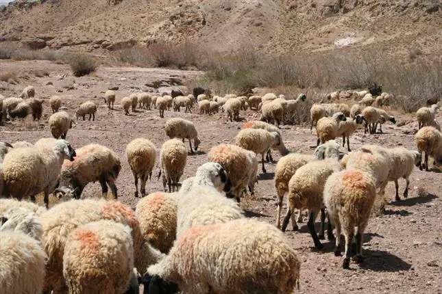 برملا شدن راز دوستی سارقان با چوپانان گله در سیرجان | آخرین خبر