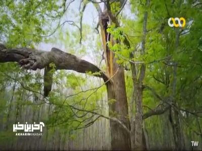  این خرس سیاه بیش از سه ماه است که چیزی نخورده! | آخرین خبر