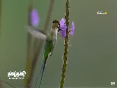  مهمترین نمایش عمر این پرنده، فقط برای جلب توجه ماده! | آخرین خبر