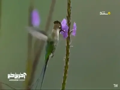  مهمترین نمایش عمر این پرنده، فقط برای جلب توجه ماده! | آخرین خبر