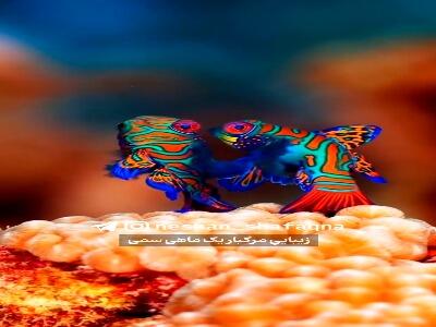 زیباییِ مرگبار یک ماهی سمی | آخرین خبر