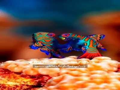 زیباییِ مرگبار یک ماهی سمی | آخرین خبر