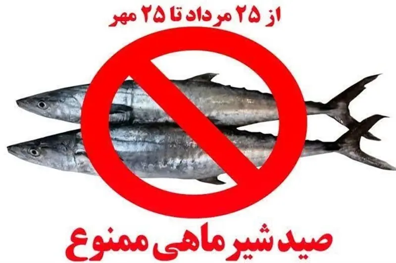 ممنوعیت 2 ماهه صید ماهی شیر در سواحل استان بوشهر | آخرین خبر