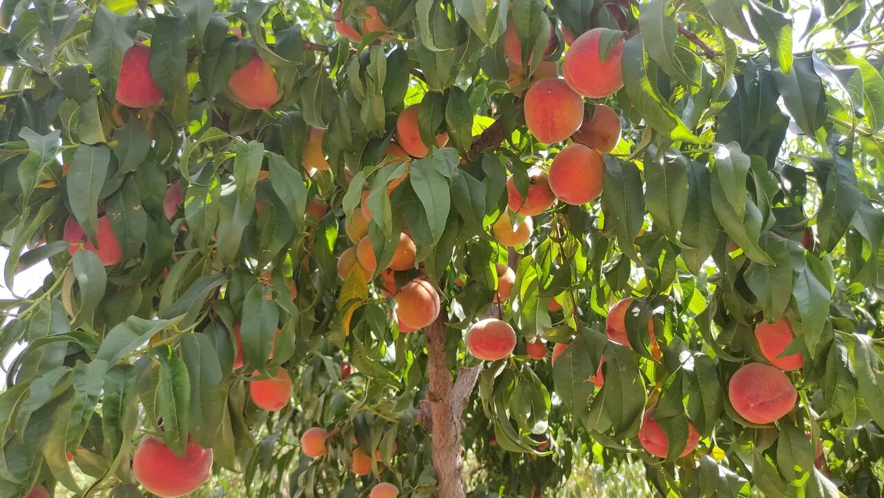 پیشبینی برداشت ۱۳ هزار تن هلو از باغهای بروجرد | آخرین خبر