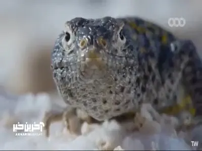 مارمولک کویر نمک در جست و جوی قلمرویی جدید... | آخرین خبر