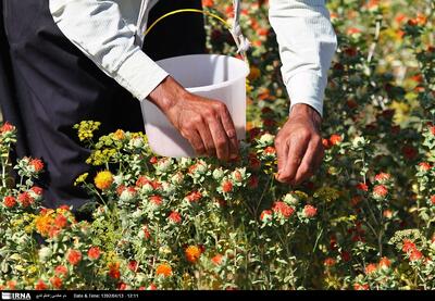 پیش بینی برداشت ۸۰۰ تن گلرنگ از اراضی دیم زنجان | آخرین خبر