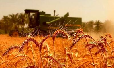 بیش از ۸.۲ میلیون تن گندم تحویل دولت شد