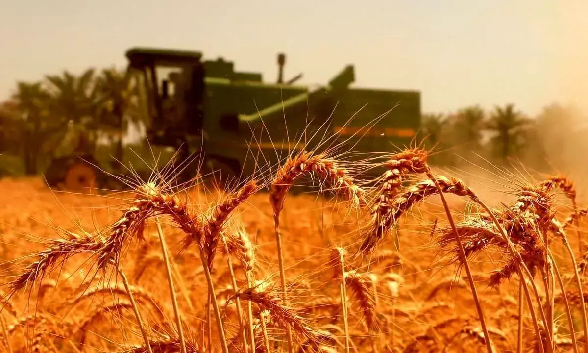 بیش از ۸.۲ میلیون تن گندم تحویل دولت شد