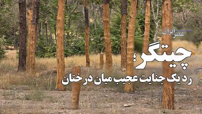 چیتگر؛ رد یک جنایت عجیب میان درختان / درختها قبل از مرگ زخمی شده بودند