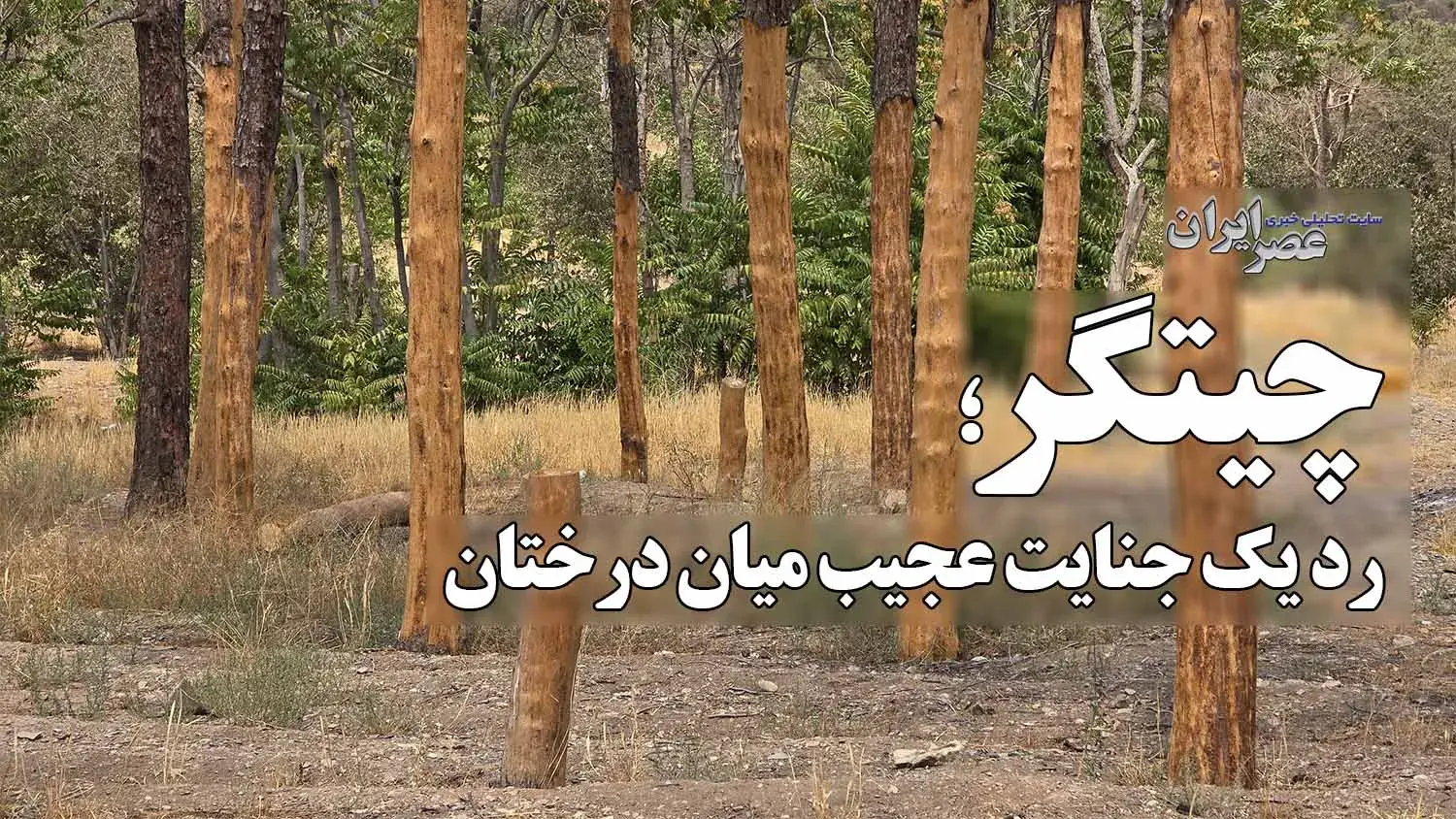 چیتگر؛ رد یک جنایت عجیب میان درختان / درختها قبل از مرگ زخمی شده بودند