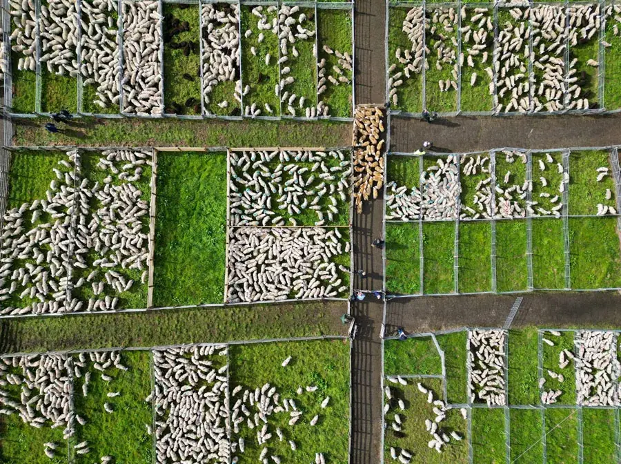 دیدنی های امروز؛ از خشکسالی بی سابقه در انگلیس تا نمایشگاه سگ های زشت