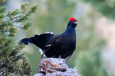 تشکیل کمیته ملی حفاظت از سیاهخروس قفقازی
