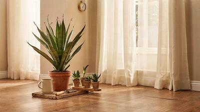 راهنمای کامل نگهداری سانسوریا نیزه ای