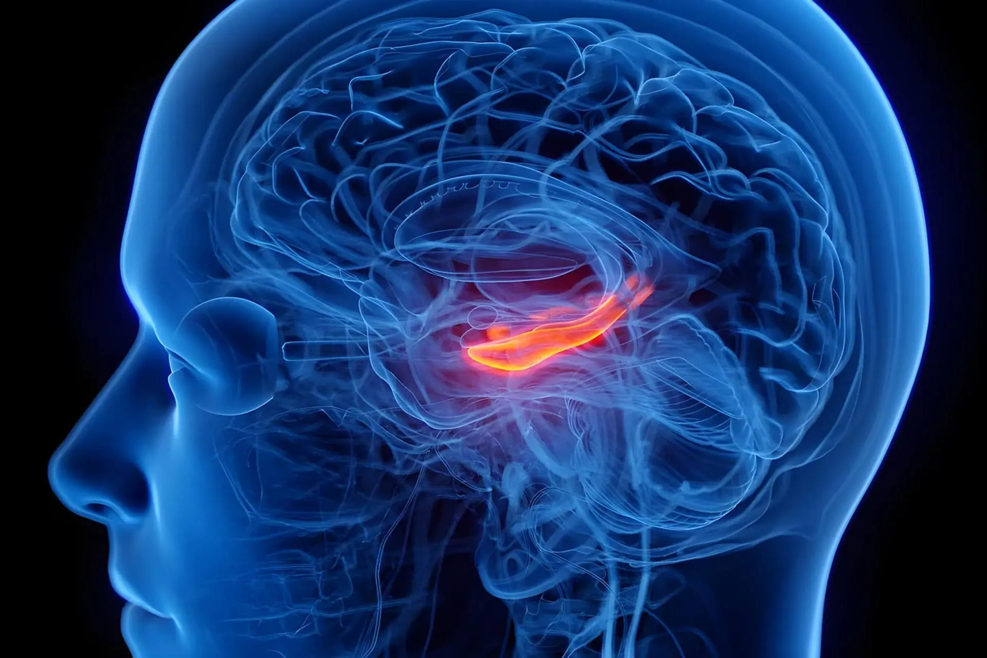 افسردگی با کوچکترشدن بخشی از مرکز حافظه در مغز مرتبط است