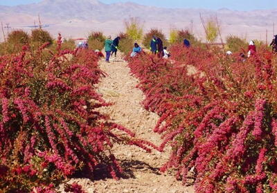  زرشکاران خراسان جنوبی چشم‌انتظار تصمیم مسئولان |  انصاف نیوز