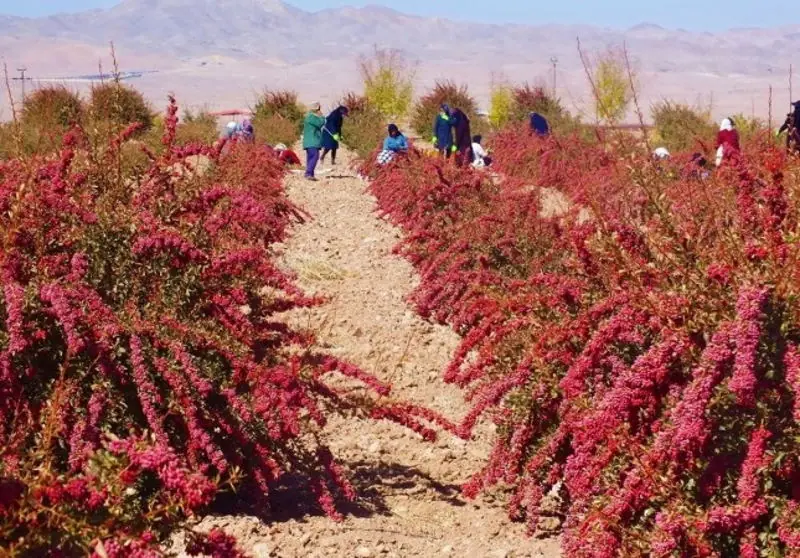 زرشکاران خراسان جنوبی چشمانتظار تصمیم مسئولان | انصاف نیوز