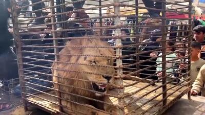 جنگ در غزه نفس حیوانات را هم گرفته است