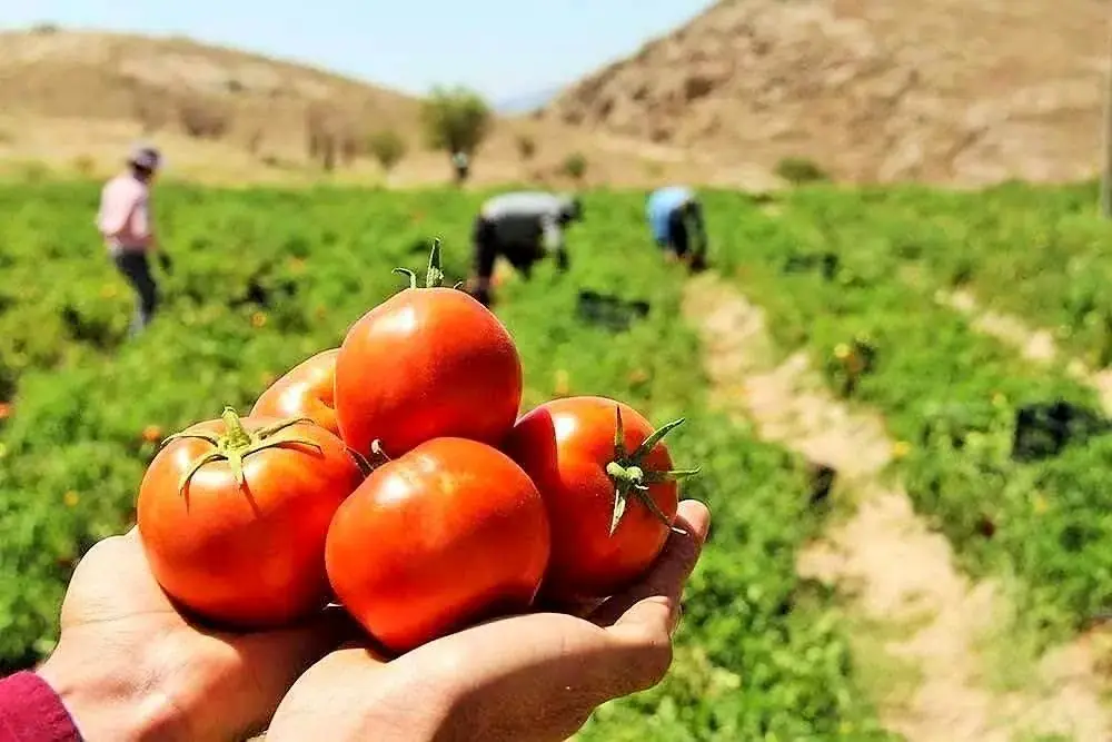  تجهیز ۹۰ درصد مزارع گوجه فرنگی آذربایجان غربی به آبیاری نوین/برداشت بیش از ۲۰۰۰ تن گوجه فرنگی از مزارع استان