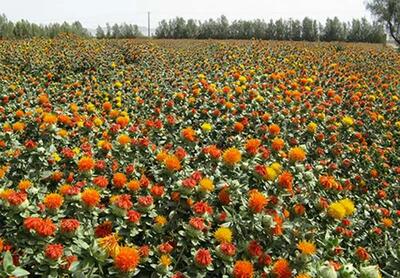  پیش بینی برداشت ۸۰۰ تن گلرنگ از اراضی دیم زنجان