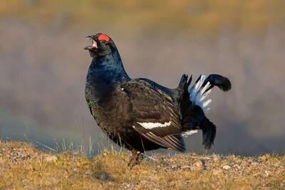 سیاهخروس قفقازی پرندهای در سایه تهدیدات زیستگاهی/تشکیل کمیته ملی حفاظت