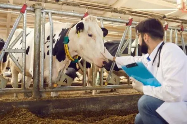 غربالگری سل و بروسلوز در بیش از ۶۰۰ رأس گاو شیری در شوشتر