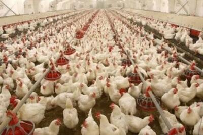 برنامه ریزی برای توسعه کشتارگاه صنعتی طیور در خوزستان