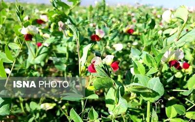  احیای دیم‌زارها با گیاهان علوفه‌ای؛ راهکار مقابله با بحران خاک و آب