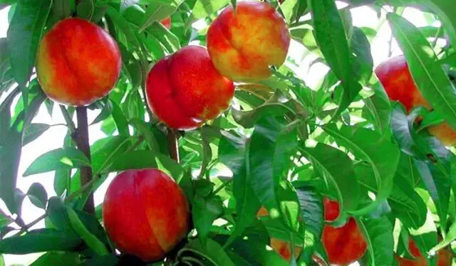  پیش‌بینی برداشت ۴۵ هزار تن شلیل از باغ‌های آذربایجان‌غربی